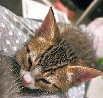 Photo of Acorn