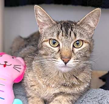 Photo of POLLY