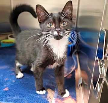 Photo of Whiskerina