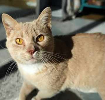 Photo of Oskar