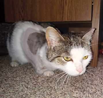 Photo of Buttercup