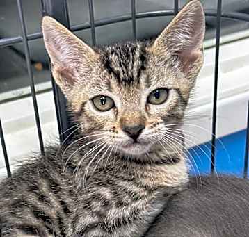 Photo of Orin C000-149- Chino Hills Location 