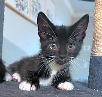Photo of Niko C000-157-Chino Hills Location 