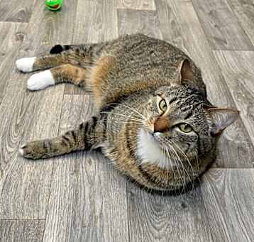 Photo of Gizmo