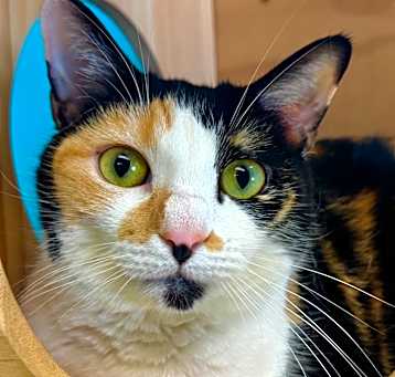 Photo of Tasha