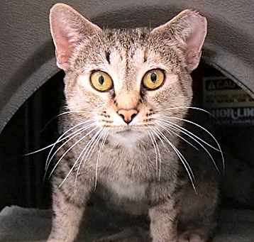 Photo of Martina (at PetSmart)