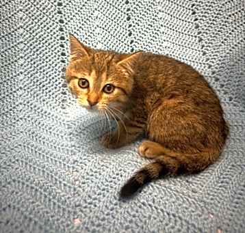Photo of Pickles