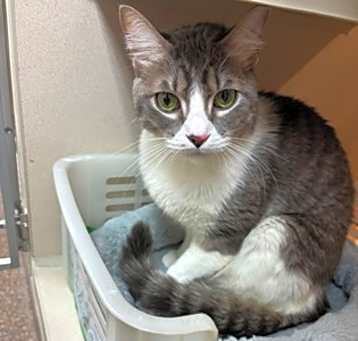 Photo of 82864a Milo