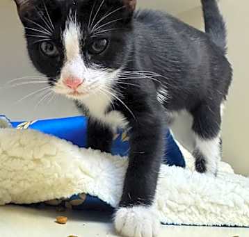 Photo of Koda - ADOPTED PA