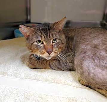 Photo of Bobcat
