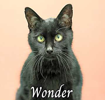 Photo of Wonder