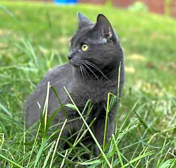 Photo of Oakley