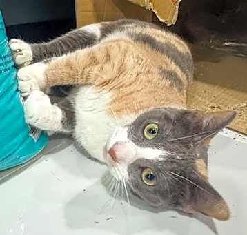 Photo of Spatter
