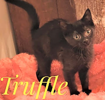 Photo of Truffle and Shortcake