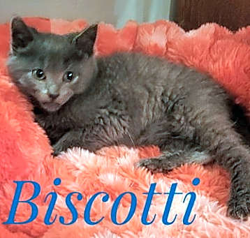 Photo of Biscotti and Cookie