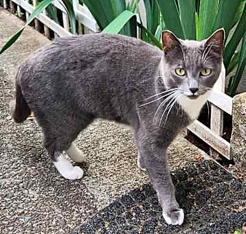 Photo of Stray 5/11/25 #63748