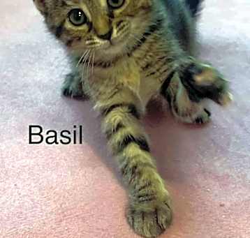 Photo of Basil