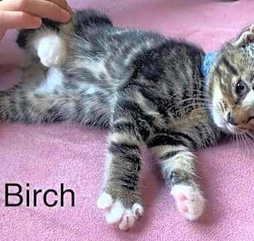 Photo of Birch