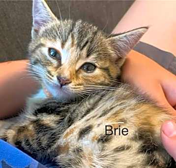 Photo of Brie