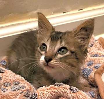 Photo of Banjo