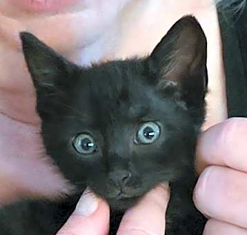 Photo of Wizard