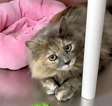 Photo of Taffy