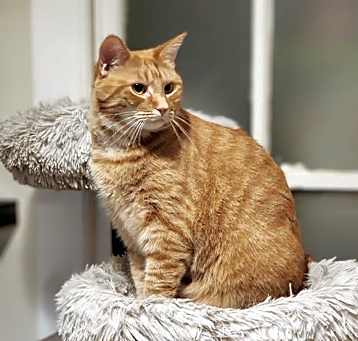 Photo of Nimbus & Travers - NEED NEW HOME BY MID-JUNE!!!