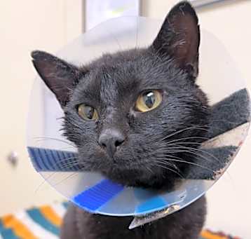 Photo of Mr. Whiskers