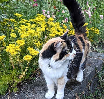 Photo of Birdie