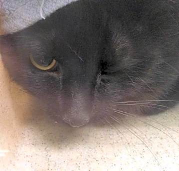 Photo of BARN CAT BURTIS
