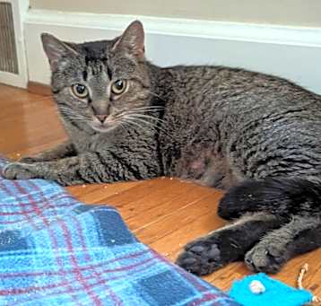 Photo of Minty