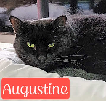 Photo of Augustine