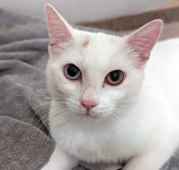 Photo of Ophelia Stardust