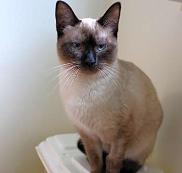 Photo of Frankie