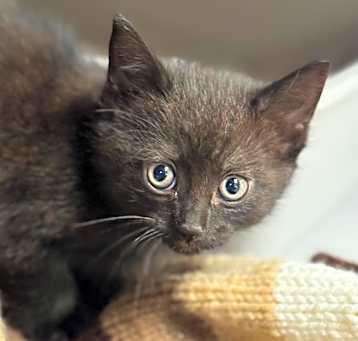 Photo of Tulip