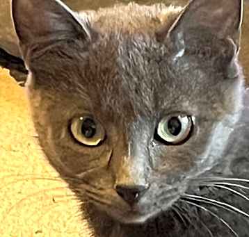 Photo of CAMEO