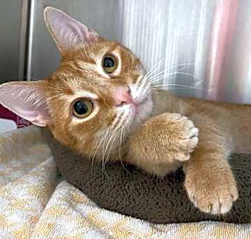 Photo of Chet (Petco Sewell)