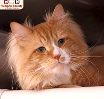 Photo of Lemon