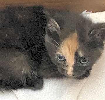 Photo of MEOWY
