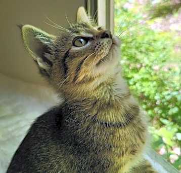 Photo of Boba