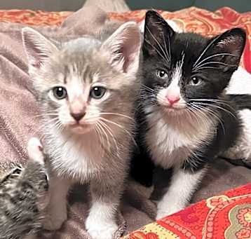 Photo of Mischief