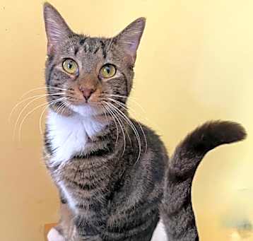 Photo of Tulip