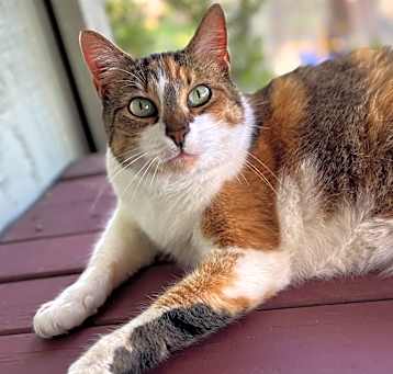 Photo of KitKat