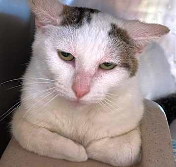 Photo of FELINA