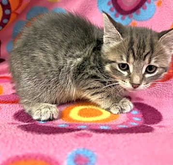 Photo of ESTELLE