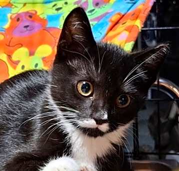 Photo of Gigi