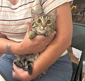 Photo of Pussyfoot