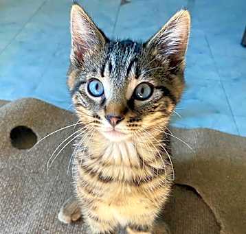 Photo of Basil