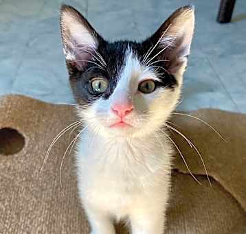 Photo of Clover