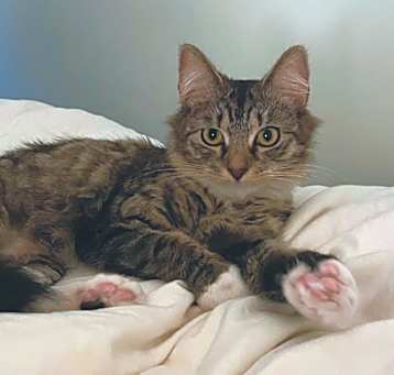 Photo of Grey Biscuit